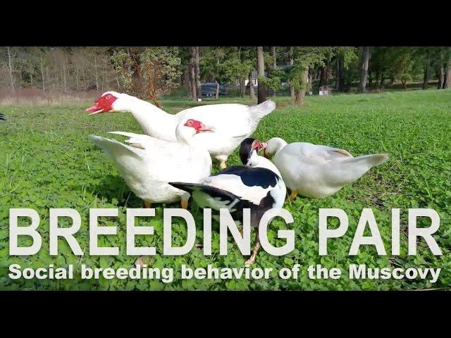 Muscovy are prolific breeders