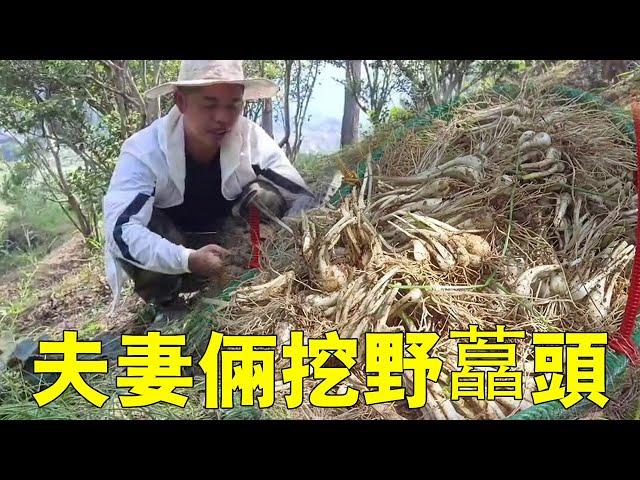 The friends of the wild little Chinese onion rushed to ask for it. Lao Luo Xiao once went to dig ag