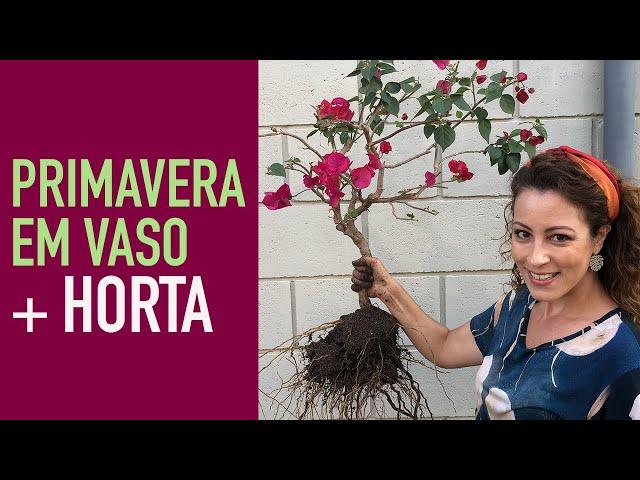 Como PODAR e transplantar PRIMAVERA em VASO com HORTA de TOMATE, cebolinha e cenoura