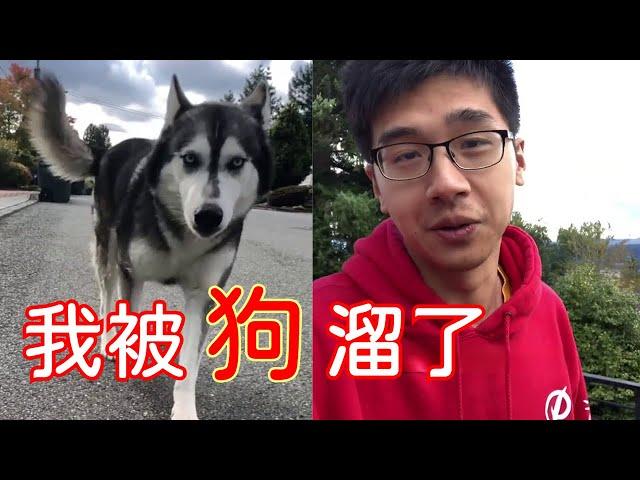 狗子遛保羅Paul，vlog我的日常【保羅PaulChina】