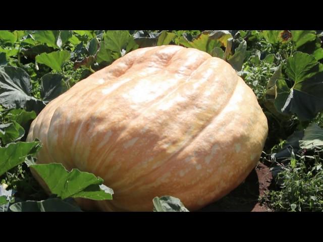 Report on Jeff Reid and his Giant Pumpkins