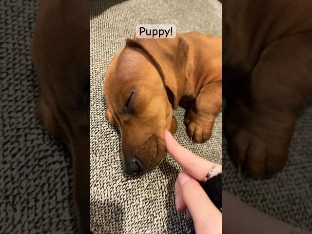 Shhhhh ‍️ #puppet #paperdragon #dog #puppy #fyp