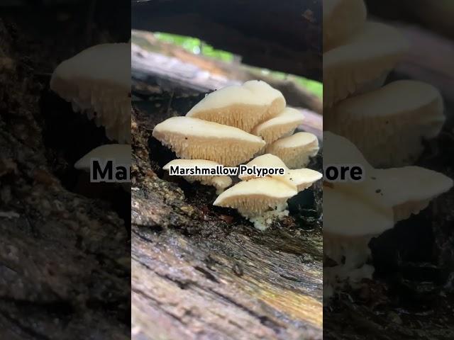 Marshmallow Polypore