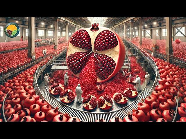 How Farmers Harvest And Process Hundreds Of Tons Of Pomegranates | Farming Documentary