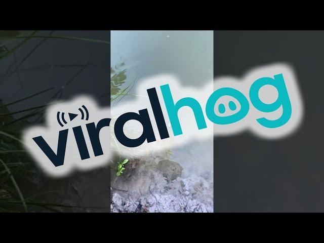 Stealthy Arapaima Fish Takes Food || ViralHog