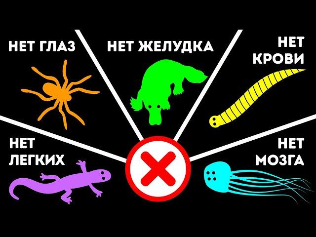 10+ животных, у которых отсутствуют очень важные органы