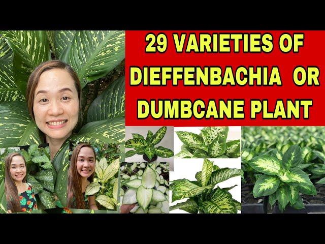 29 VARIETIES OF DIEFFENBACHIA OR DUMBCANE PLANTS + RARE PLANTS #dieffenbachia #dumbcane #rareplants