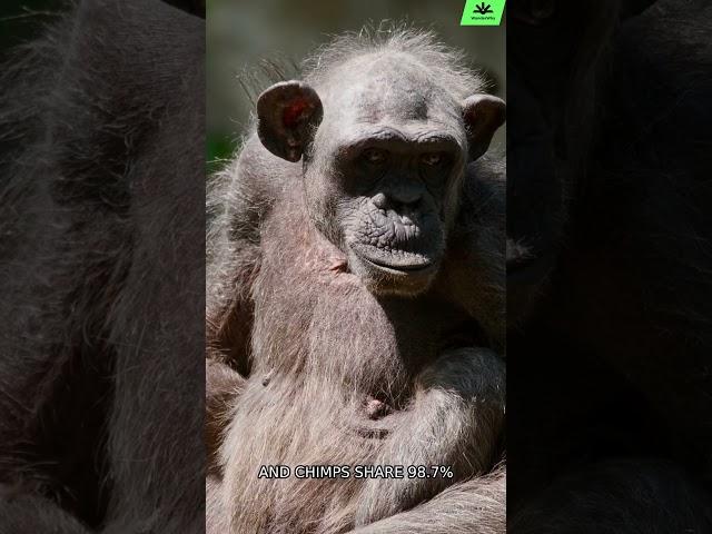 Our Closest Relative Isn't What You Think! 
