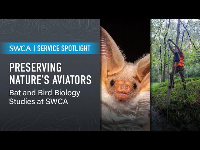 Preserving Nature’s Aviators: Bat and Bird Biology Studies at SWCA