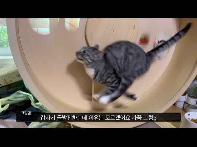 아마존에서 입양한 거 아니냐는 의심 받는 고양이 (캣휠 달리는 고양이)