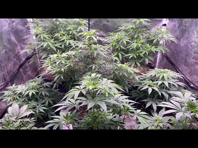 Indoor cannabis grow 2024: First day of flower for the new seeds