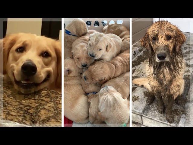 Best Golden Retriever Compilation ~ Cutest Golden Retrievers ~ Funny Dogs