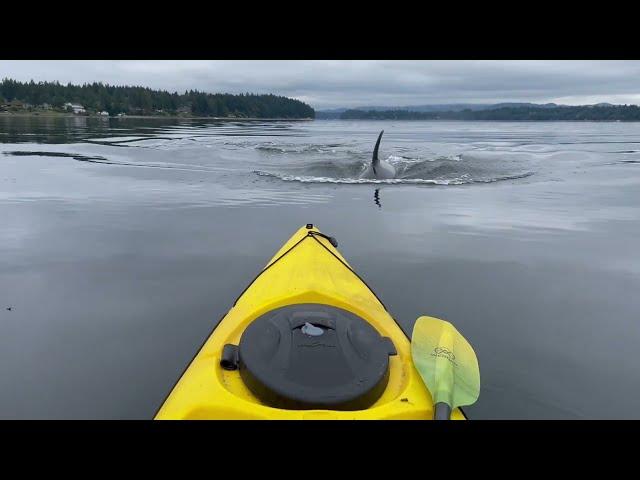 Orca Encounter on Kayak