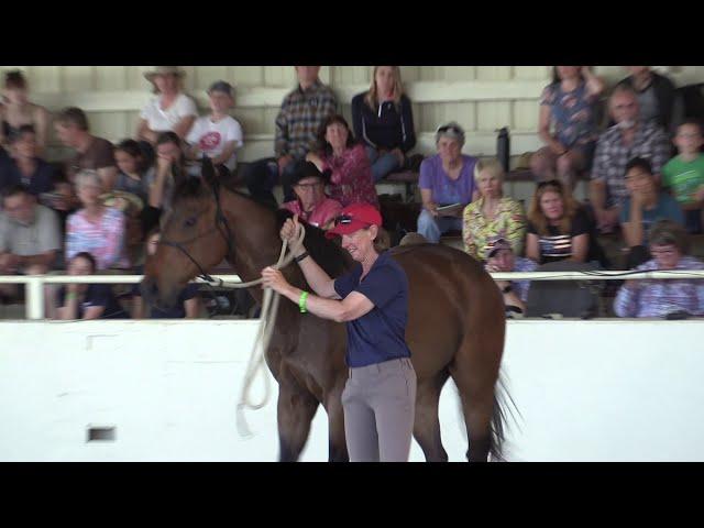 Helping An Anxious Off the Track Thoroughbred Find Relaxation