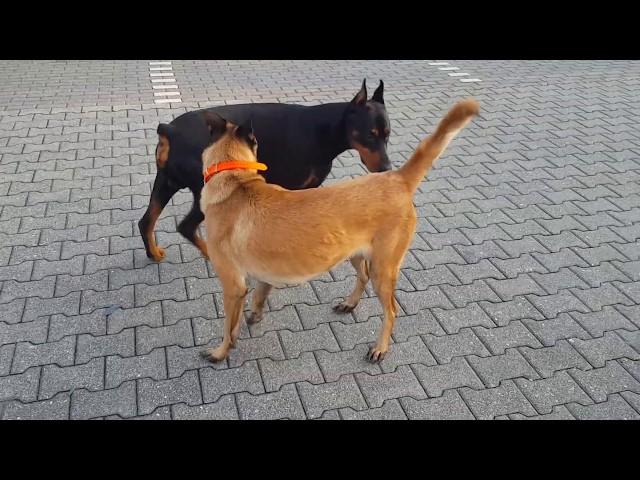 Doberman vs Belgian Malinois!Doberman good reaction Time