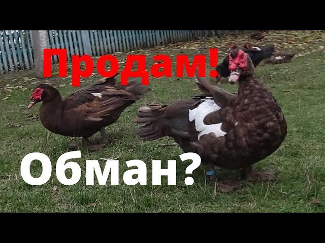 Мускусные утки тяжёлой линии Отличие молодых мускусных уток от взрослих Как СельскаяЖизнь обманывает