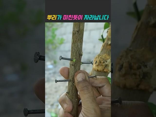 더이상 비싼 나무를 살필요가 없습니다 #취목 #삽목 #텃밭 #농사 #정원꾸미기 #오렌지나무