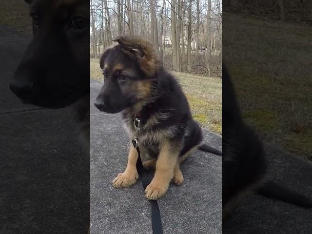 Germany Shepherd Puppy Starts Learning...