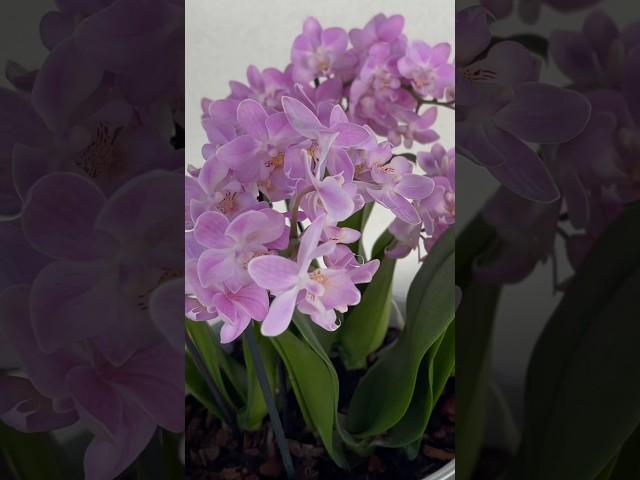 Orchids will bloom non-stop#orchid ,#plants ,#hayatadairpüfnoktalar ,#plants ,#diy