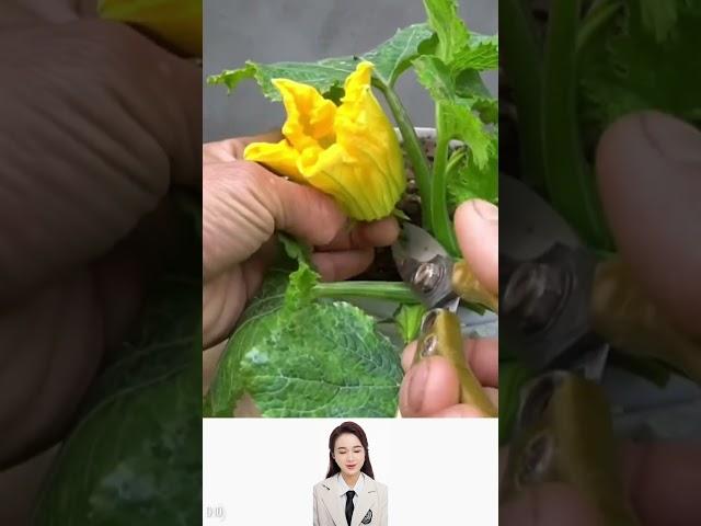 How to grow chili at home #vegetablegrowing #gadget #veggrowing #easy #versatileutensilsnmn