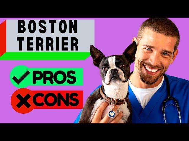 Boston Terrier Pros & Cons / Should You Get a Boston Terrier? Watch To Find Out