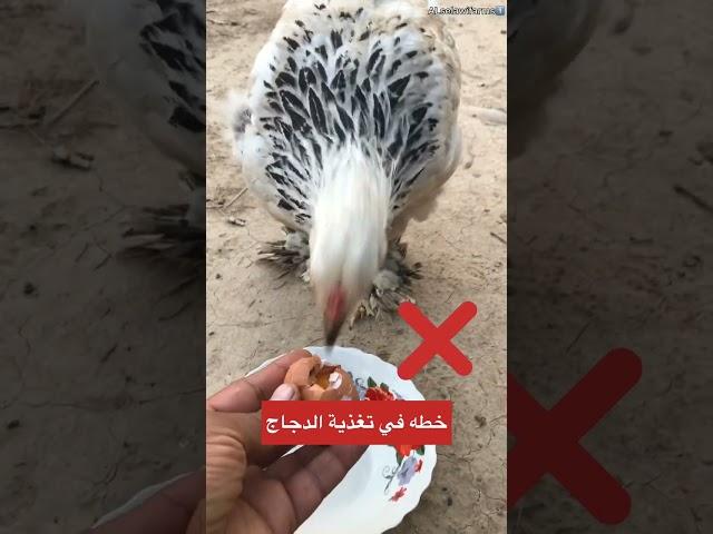 اخطاء في تغذية الدجاج