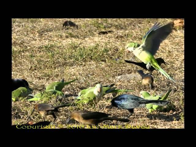 Wild Parrot Party - Quaker Parrot style