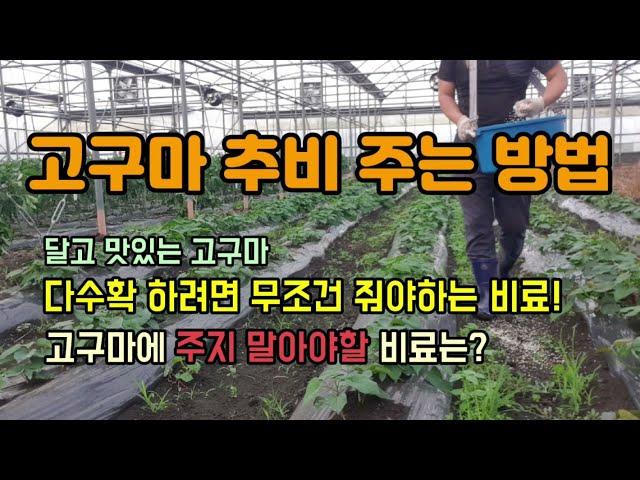 고구마 웃거름추비주는방법 고구마 다수확 하려면 무조건 줘야하는 비료와 고구마에 주지 말아야할 비료 고구마재배방법