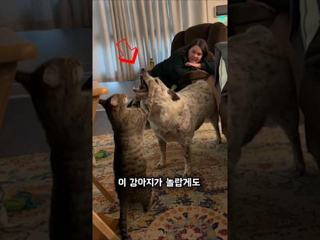 고민없이 고양이를 밀어버린 강아지  