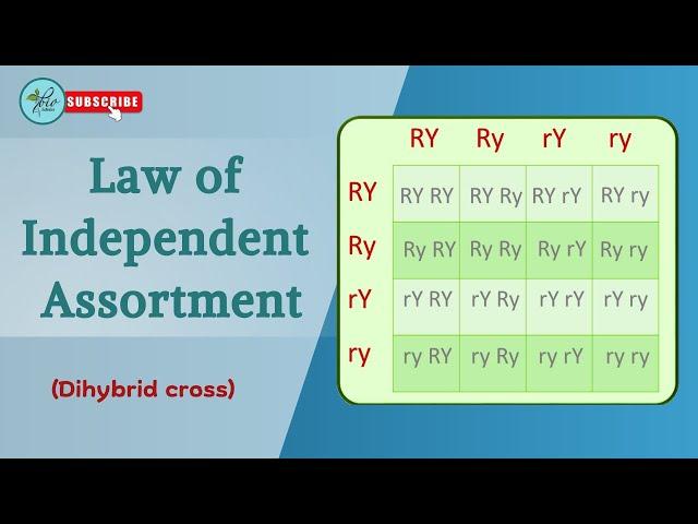 Law of independent assortment  Explained with examples || dihybrid cross|| Genetics