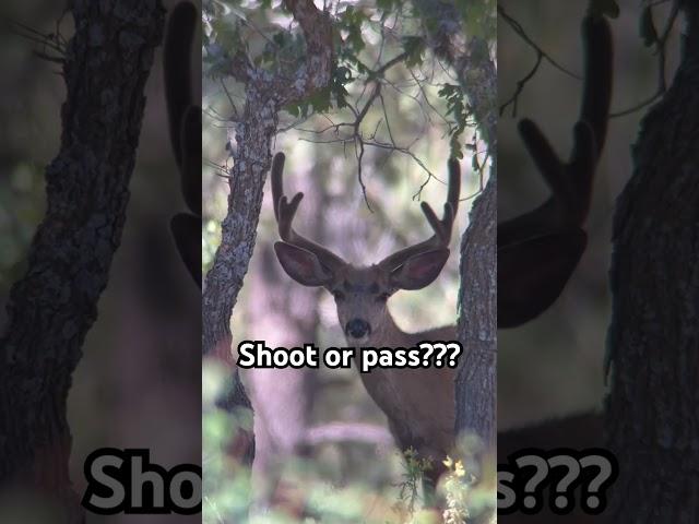 #keepthefaithhunting #navajonation #deerhunting #bigbucks #deerhunt #wow #hunting #wildlife #azhunt