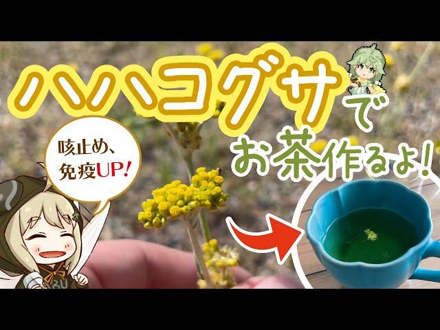 ハハコグサでお茶作ってみた【野草茶】