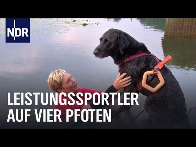 Hunde-Wassersport mit Labrador Dustu | Die Nordreportage | NDR Doku