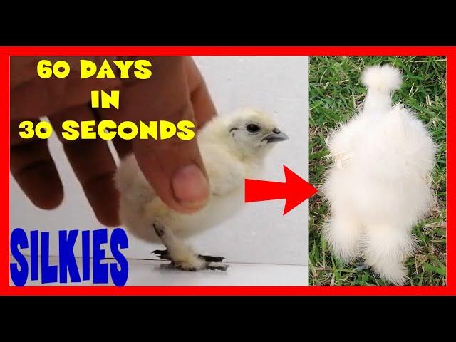 CHICK STAGES Original Silkie hen all growth stages in one minute Gallina Silkie  etapas en un minuto