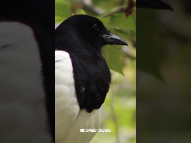  #urraca #eurasian #magpie #pie #bavarde #elster #gazza #saksağan #pega #rabuda #ekster #shorts