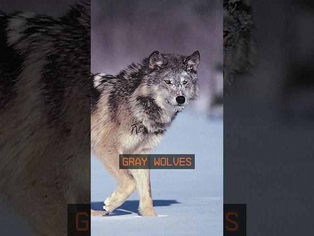 How To Create a Dire Wolf