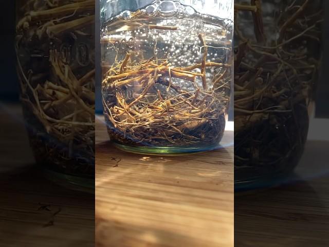 Making echinacea tincture, turning compost, checking the honeybees, homemade ginger beer 3.4.24