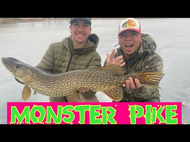 MASSIVE PIKE FISHING ALBERTA