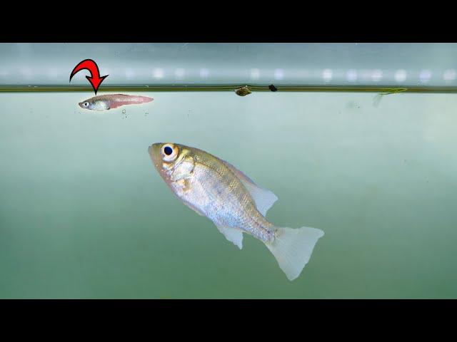 My Pet Bluegill Eats His First Minnow!