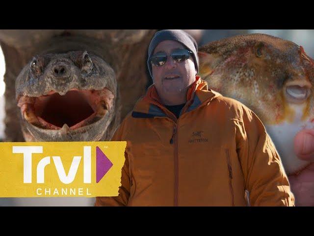 Snapping Turtle Testicles in North Carolina | Bizarre Foods With Andrew Zimmern | Travel Channel