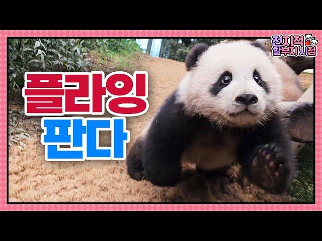 (SUB) Flying Panda? Baby Pandas Run Very Fast │Panda World