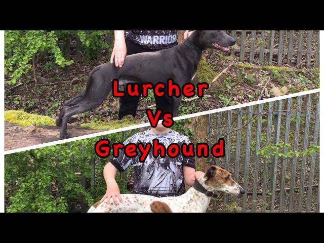 Greyhound Vs Lurcher who is faster a greyhound or Lurcher, fastest dogs in the world, top 10 dogs