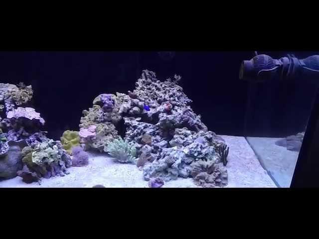 DSA190 Office Reef @ 3 months