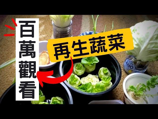 How to regrow【不用種子直接種的菜】詳細介紹菜生菜 | 再生蔬菜 | 再生經驗分享 | 不用種子的蔬菜 | 不用種子的蔬菜 | 超市買來就種 | 以菜種菜 |