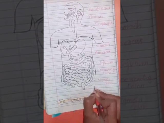 The human digestive system #nursingstudent #youtubeshorts #viralvideo #medicalstudent #neet2023