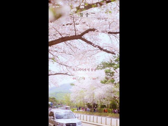 짧아서 더 아쉬웠던 봄날의 벚꽃 #shorts [유한킴벌리]