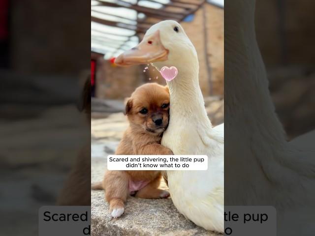 This lost puppy was adopted by a mother duck #shorts