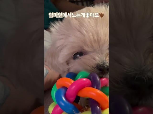 #토리 #토리의하루 #반려견 #말티푸