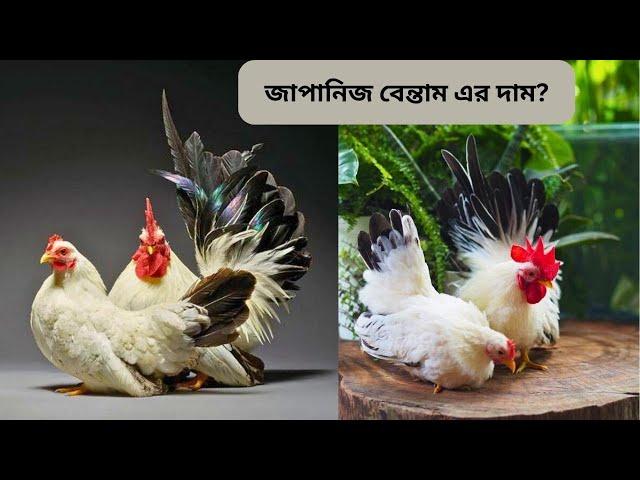 জাপানিজ বেন্তাম মুরগির দাম কত? কোথায় পাব? Japanese Bentam chicken price in Bangladesh & India-