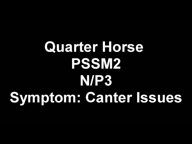 Symptoms Of MIM (PSSM2)- Canter Issues (Quarter Horse Mare)